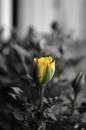 Yellow Rose * Yellow Rose